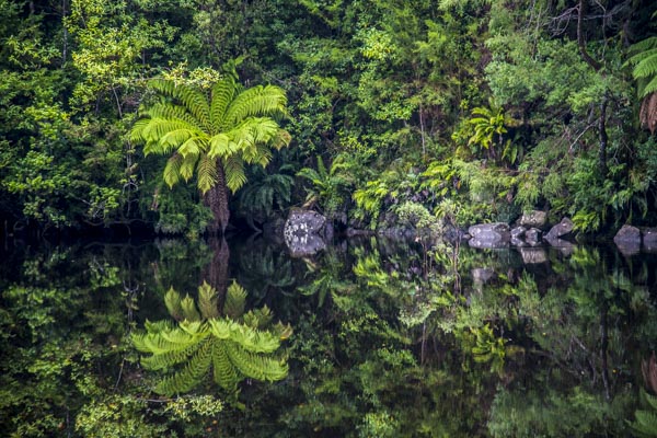 Tree fern reflection