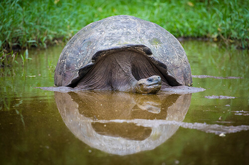 galapagos amazon photo tour example 5