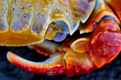 galapagos amazon photo tour example 6