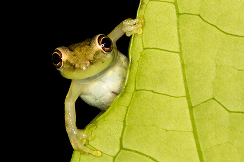 galapagos amazon photo tour example 7