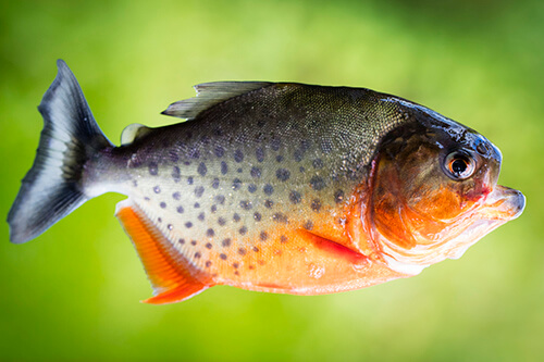galapagos amazon photo tour example 13