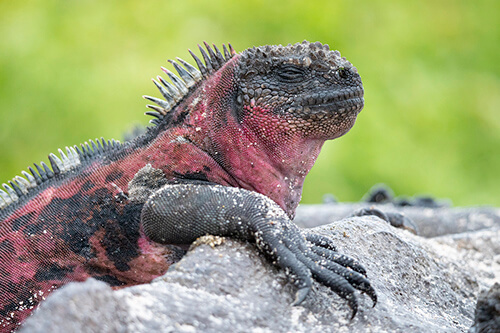 galapagos amazon photo tour example 19