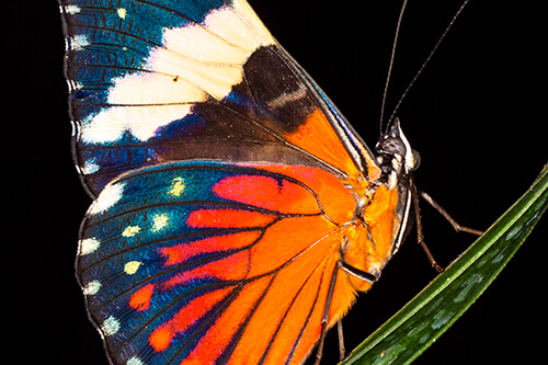 galapagos amazon photo tour example 20