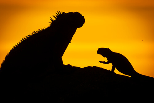 galapagos amazon photo tour example 21
