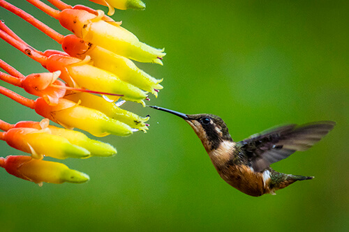 galapagos amazon photo tour example 31