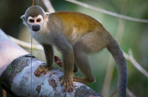 galapagos amazon photo tour example 33