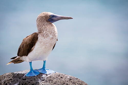 galapagos amazon photo tour example 44