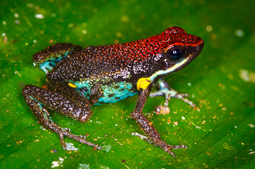 galapagos amazon photo tour example 45