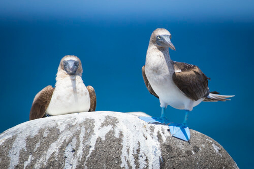 galapagos amazon photo tour example 46