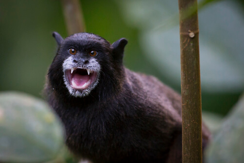 galapagos amazon photo tour example 48