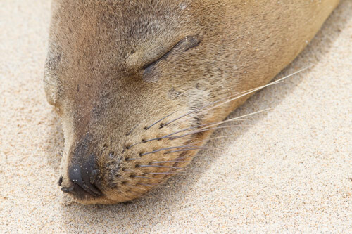 galapagos amazon photo tour example 49