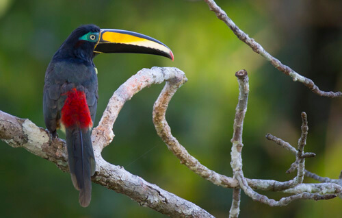 galapagos amazon photo tour example 51