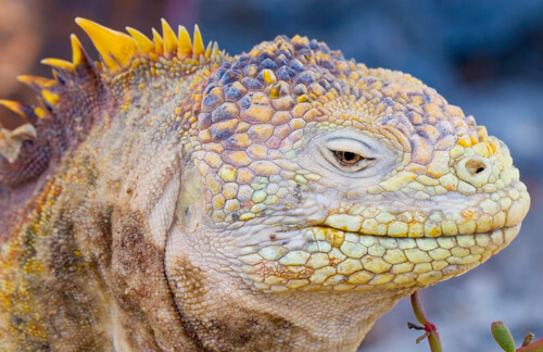 galapagos amazon photo tour example 53