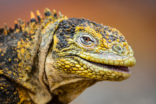 galapagos amazon photo tour example 54