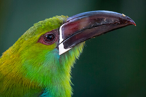 galapagos amazon photo tour example 56