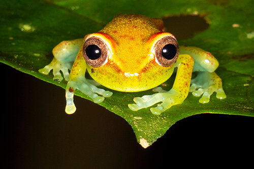 galapagos amazon photo tour example 58