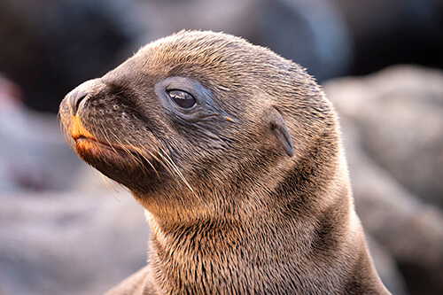 galapagos amazon photo tour example 59