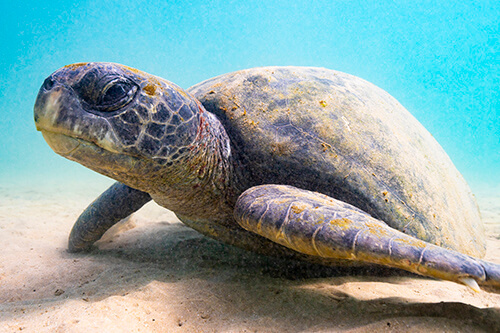 galapagos amazon photo tour example 61