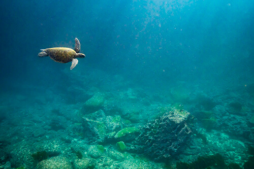 galapagos amazon photo tour example 64