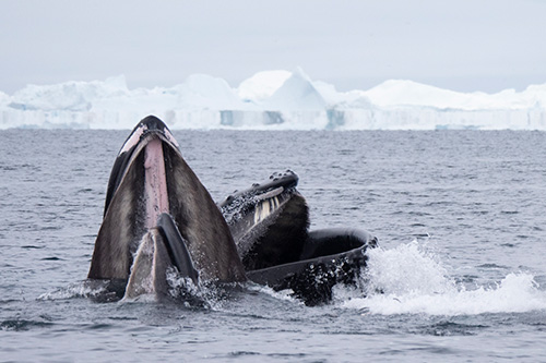 iceland greenland photo tour example 38