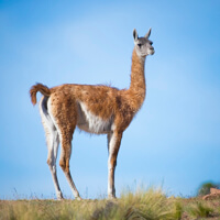 patagonia photo tour guanaco