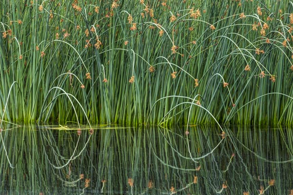 Reed reflections