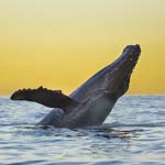 alaska photo tour humpback whale
