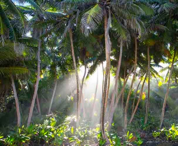christmas island photography tour dolley beach palm trees