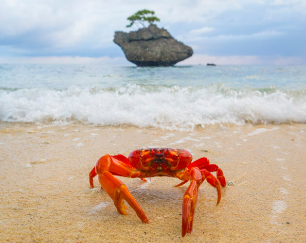 christmas island photography tour red crab wildlife