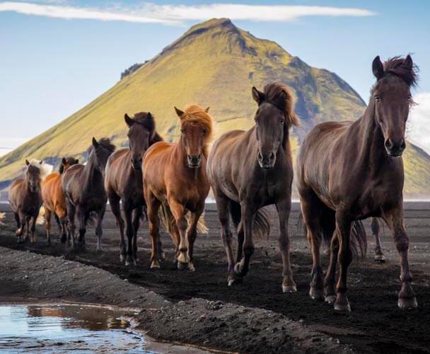 Iceland Greenland photography tour horses