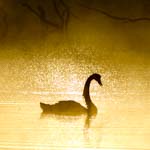 kangaroo island photo tour swan sunrise