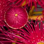 kangaroo island photo tour flora flower native plant