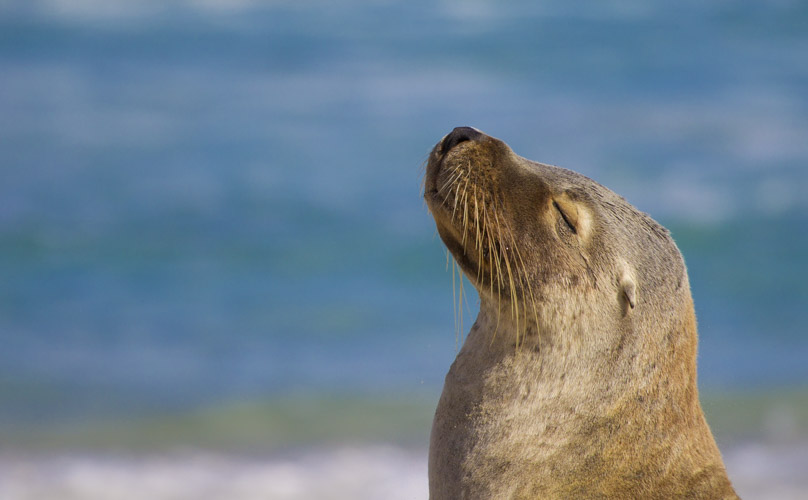 kangaroo island photo tour example 10