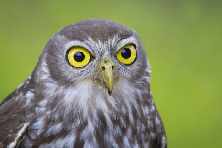 kangaroo island photo tour example 11