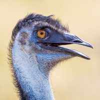 Karijini Ningaloo photo tour wildlife emu