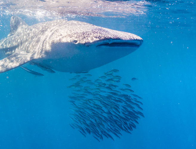 Karijini Ningaloo Photography whale shark swim