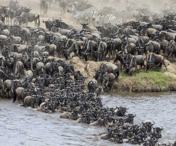 kenya photo tour migration river crossing