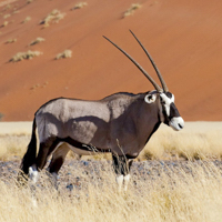 namibia botswana photo tour oryx standing red dune