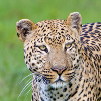 namibia botswana photo tour leopard
