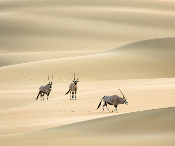 namibia botswana photo tour oryx in desert