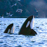 orca spyhop killer whales norway
