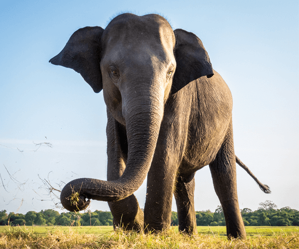 elephant sri lanka wildlife photo tour