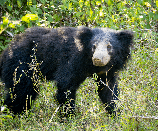 sloth bear sri lanka wildlife photo tour