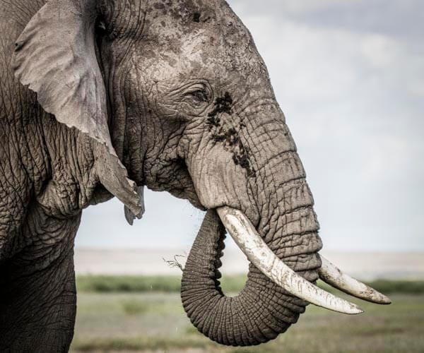 elephant on photo tour in kenya
