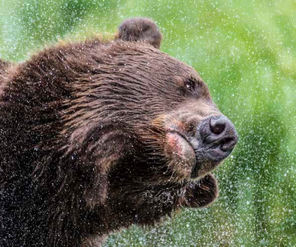bear shaking off water on alaska photo tour